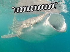 lolwhale